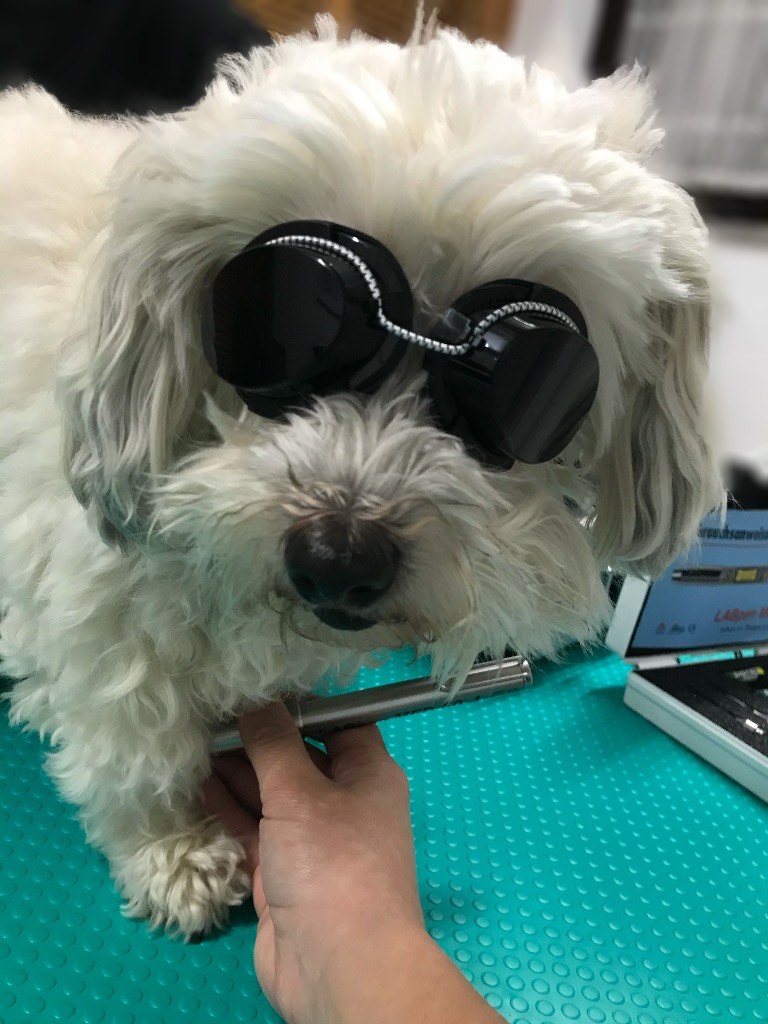 Lasertherapie Hund durch Dr. Marion Ettl, Tierärztin, Softlaser, Laserakupunktur