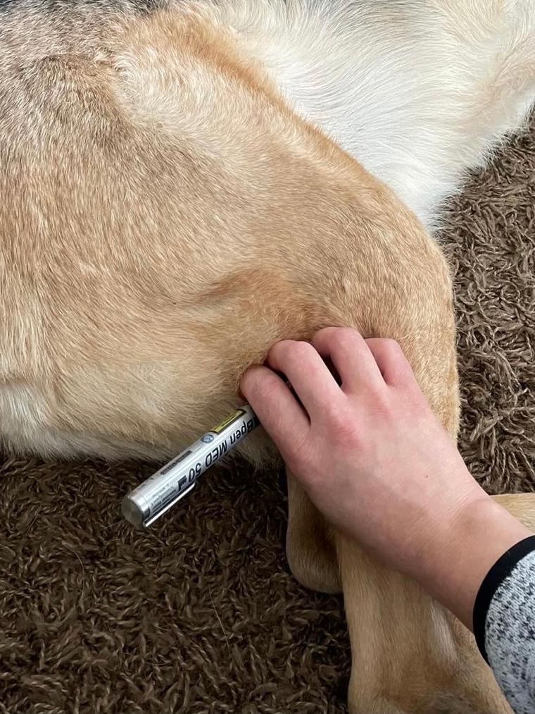 Lasertherapie Hund durch Dr. Marion Ettl, Tierärztin, Softlaser, Laserakupunktur