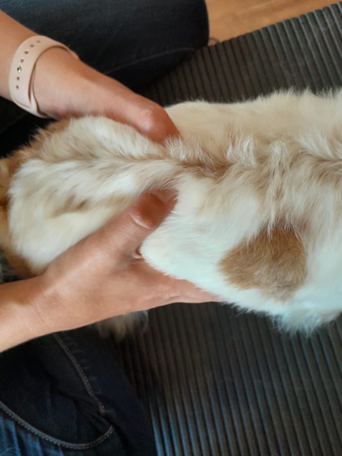 osteopathie, tierosteopathie hundeosteopathie