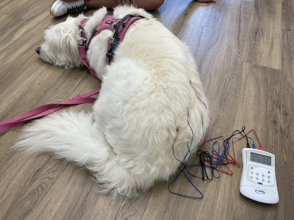 Elektroakupunktur, Akupunktur, Schmerzen, Bandscheibenvorfall, Rückenschmerzen