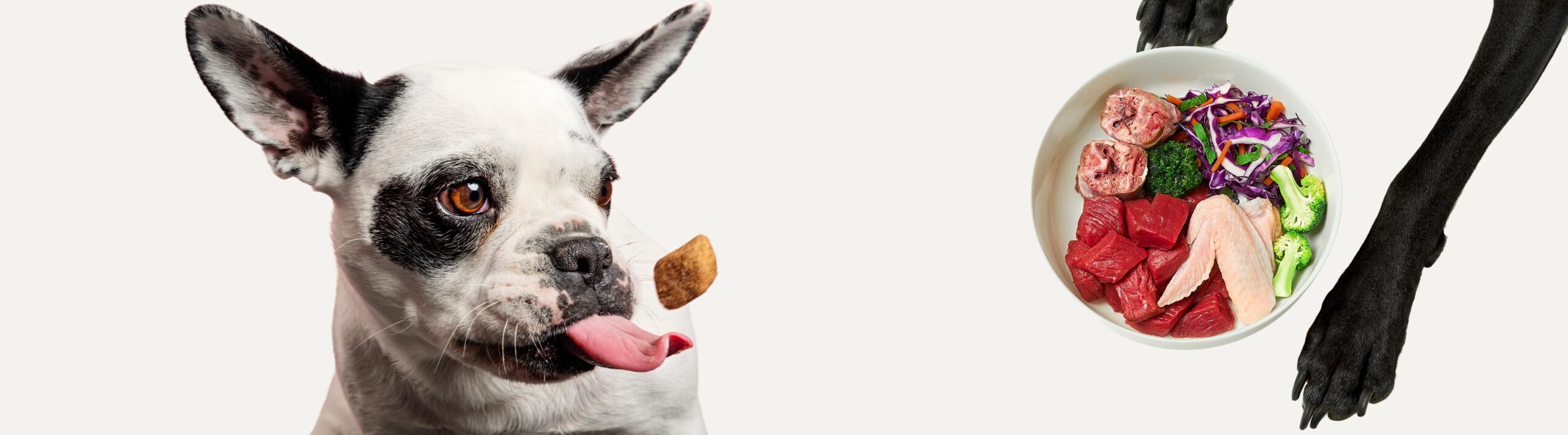 Futter, Futterberatung, Ernährungsberatung Hund